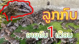 พาชมกบน้อยอายุได้ 1 เดือน [ ພາຊົມກົບນ້ອຍອາຍຸໄດ້ 1 ເດືອນ ]