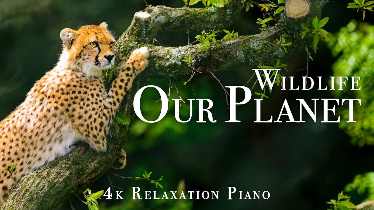 Wildlife On Our Planet 4K - Scenic Wildlife Film With Piano Calming Music, Study, Relaxing