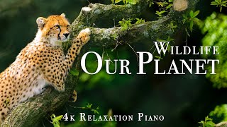 Wildlife On Our Planet 4K  Scenic Wildlife Film With Piano Calming Music, Study, Relaxing
