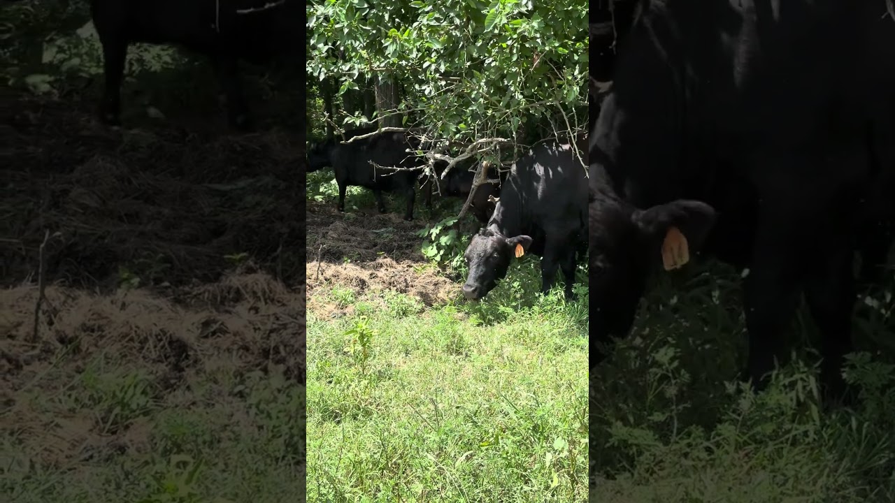 Aden Vaccinating Calves #funny #savinganimals #cows # #farming