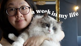vlog | ikea trip, fixing my desk, uniqlo vs baggu bag, taekwondo grading, cat fights and cuddles