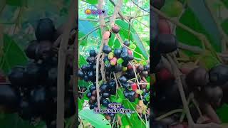 Jamun 😛🍇🍇🖤...#jamun #jamundivalle #gulabjamuns ##youtubeshorts #youtubershorts #viral #trending ...