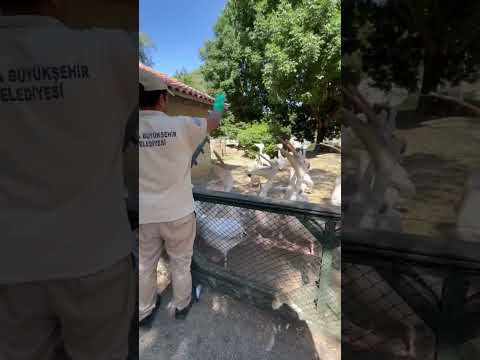 Pelikan Fish Hungry Animals Birds Food Fight Pelicans Watch Snake Shorts Viralvideo Zoo 