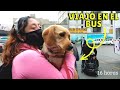 Como viajar con mi mascota dentro del Perú , buses Pet frendly - dentro del bus