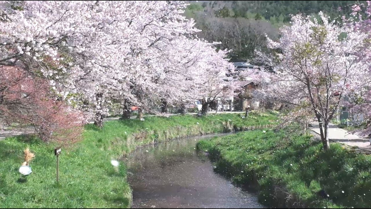 忍野八海で見頃の桜と富士山を撮影！│海苔ぴんぶろぐ