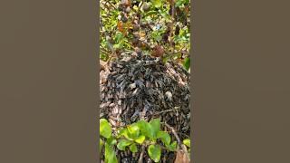 #Shorts #honey #nature  Honey comb thene pattu