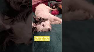 que perrita más ociosa tengo, #vidaperruna #siesta