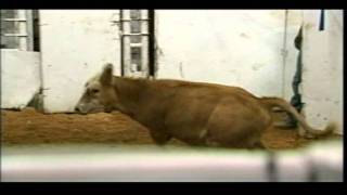 2011 Could Be Good Year For Washington Ranchers
