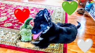 Puppy Toy Play #youtube #happy #foryou by RugerCaynine 236 views 1 month ago 2 minutes, 19 seconds