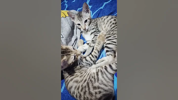 Video 11558191: cat kitten kitty cutecat, kitten cutecat funny kitty, cat kitten kitty cute