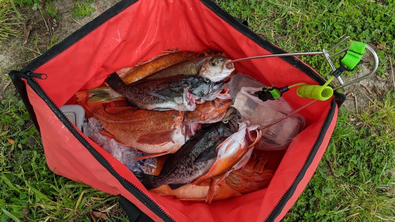 Central Coast CA 2023 rockfish opener Leffingwell Landing, Cambria