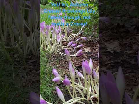 Видео: Хөгжлийн ер бусын мөчлөгтэй хортой колхикум цэцэг