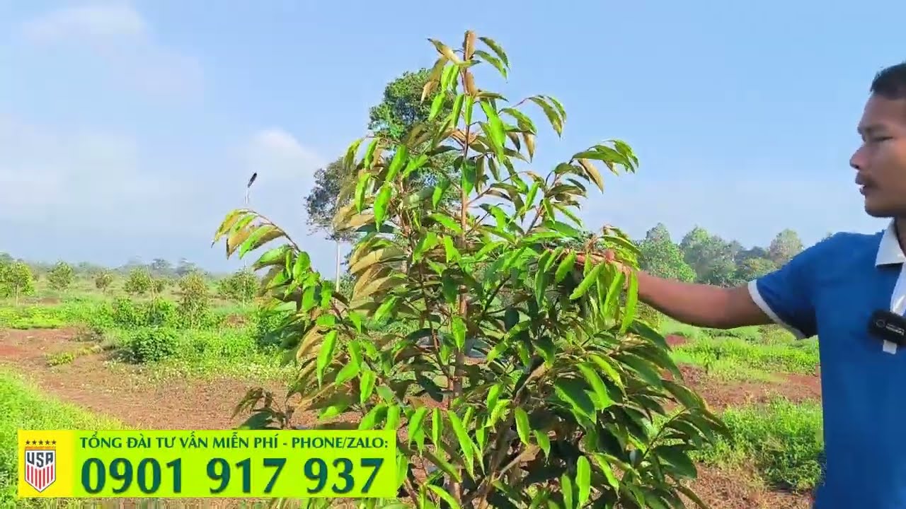 ✅ Vườn sầu riêng 10 hecta - Cây phát triển tốt