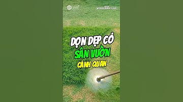 DỌN DẸP CỎ, CẮT TỈA CÂY LÀ ĐIỀU CẦN THIẾT 👍 #sanvuondep #cayxanh #trongcay #thietkesanvuon #garden