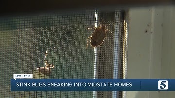 Stink bugs invade homes across Middle Tennessee