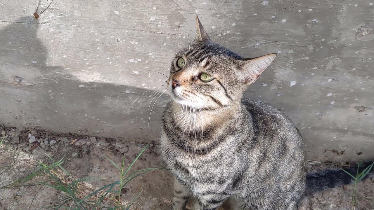 Why do cats make chirping and chattering sounds? This cat is about to