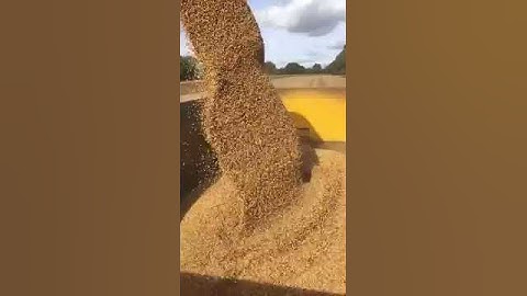 Unloading soya beans