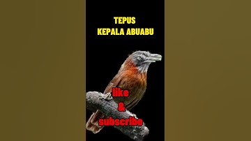 TEPUS KEPALA ABU-ABU GACOR ‼️ MASTERAN BURUNG PALING VIRAL DAN DICARI AMPUH UNTUK MASTERAN BURUNG