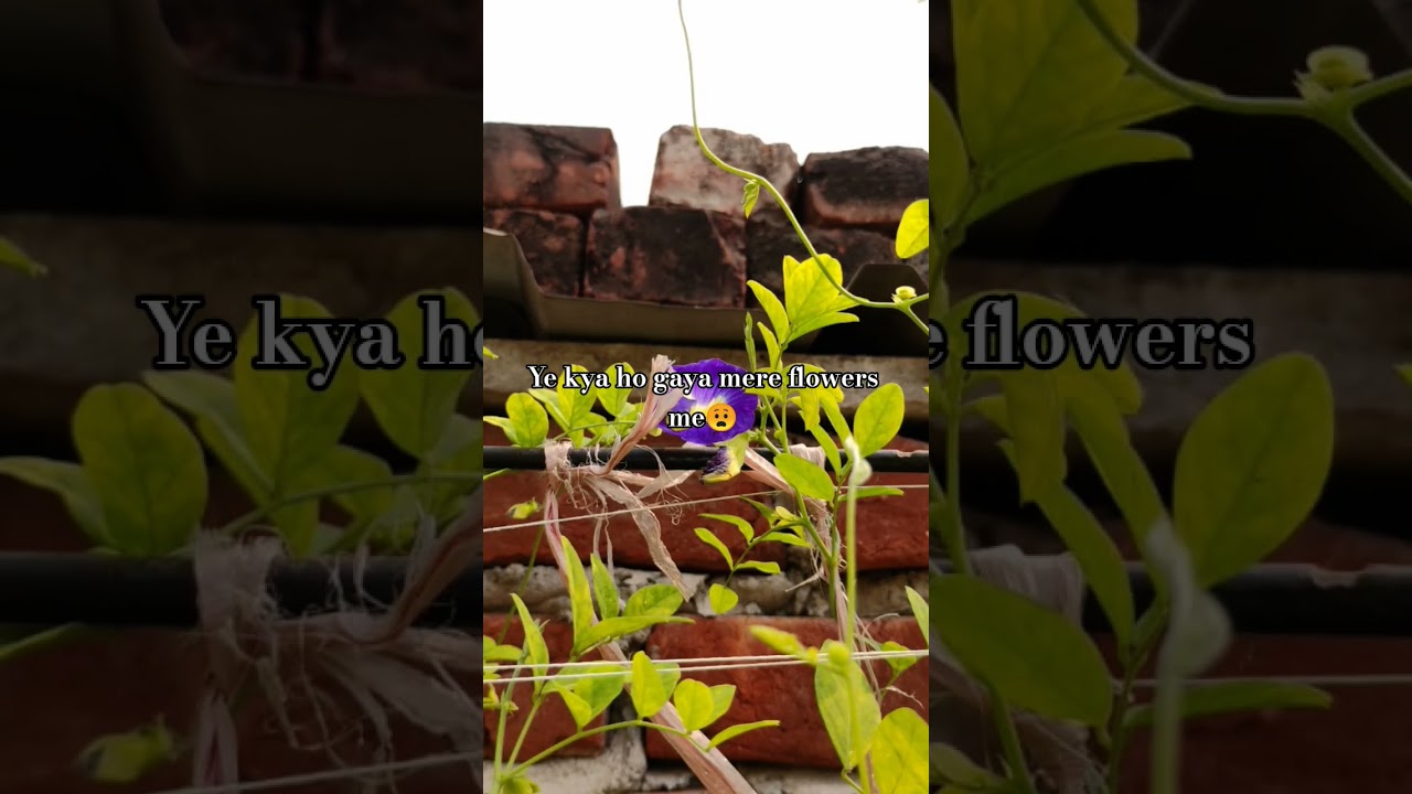 ye kya ho gaya mere flowers me😓#flowers #2k views special shorts#viralshorts #subscribemychannel