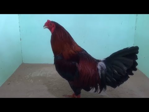 Video Gà lắc mặt hàng hiếm | mít trà cú - youtube