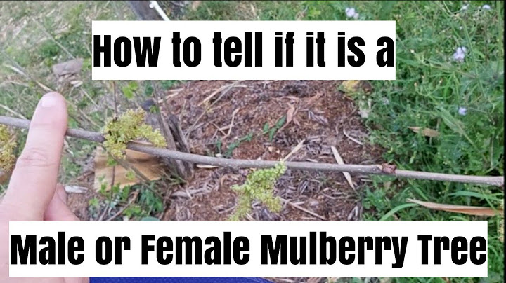 The difference between a male and female Mulberry tree - DayDayNews