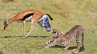 Mother Impala Knock Down Herd Cheetah With Their Horns To Save His Newborn -  Lions Vs Buffalo