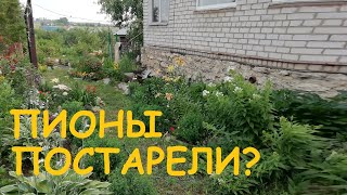 ПИОНЫ ПЕРЕСТАЛИ ЦВЕСТИ? ПОЧЕМУ НЕ ЦВЕТУТ ПИОНЫ? ЧТО ДЕЛАТЬ?