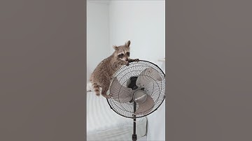 A very demure & very mindful raccoon doing her very best at her job 😛🦝#raccoon #raccoons #rakun