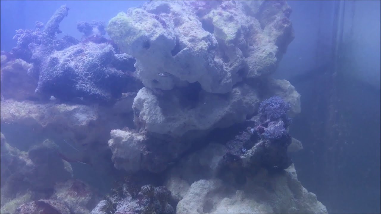 15 Gallon Nano Reef Tank Update: Day 77 Rearranged the Aquascape!  YouTube