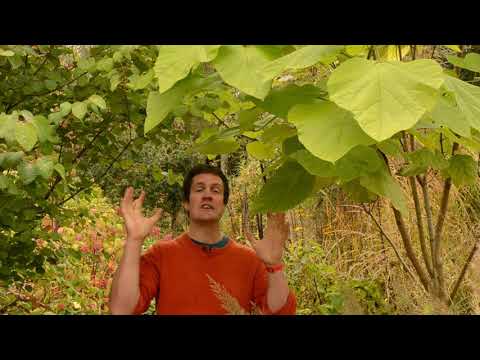 Pollarding the Indian bean tree