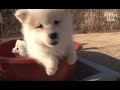 Samoyed Dog Is A Deadbeat Dad To Five Troublemaker Puppies (Part 1) | Kritter Klub