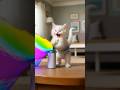 🌈🐱 Total Paintpocalypse: Cats Drenched in Rainbow Chaos 🎨🧼#cat #supercattales #catfunny #kitten