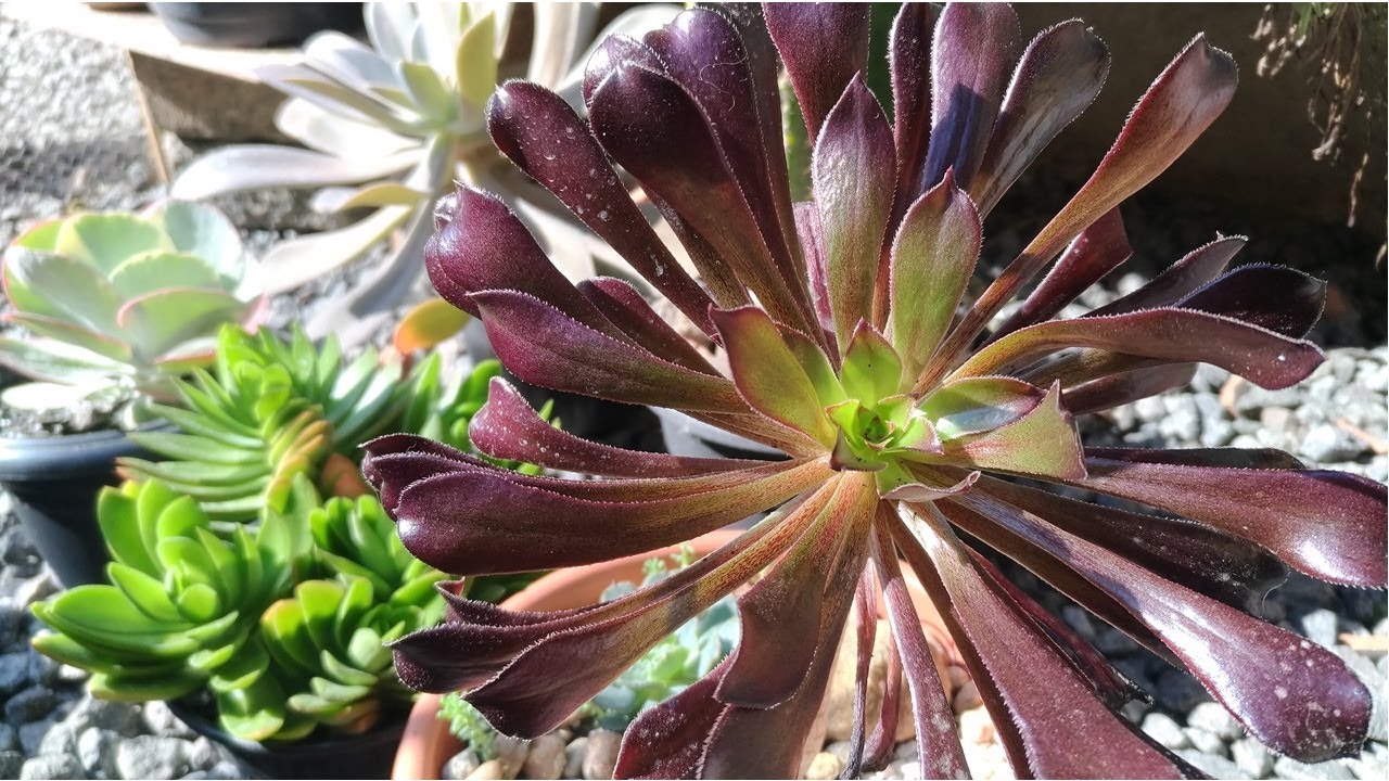 Replante da AEONIUM ARBOREUM ATROPURPUREUM / Simone Felic.