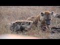 Spotted hyenas cracking and eating bones