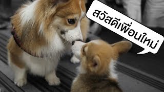 ข นแผนและผองเพ อน