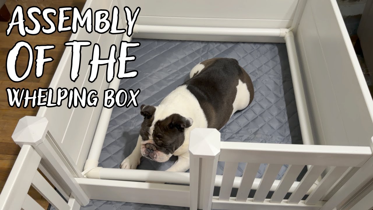 Whelping Box Assembly from Start to Finish