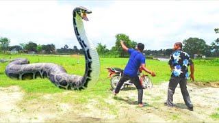 Anaconda Snake 22 in Real Life HD Video || snake video