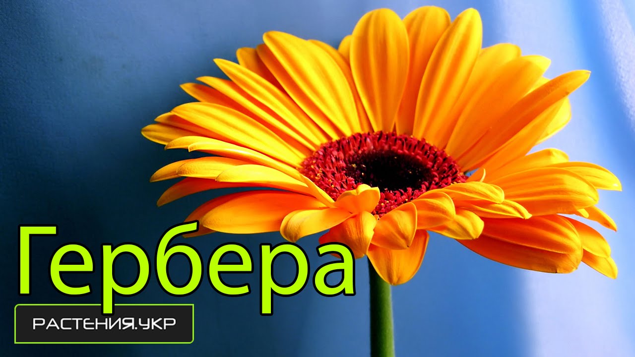 Гербер видео. Герберы цветы комнатные. Гербер фото цветок. Герберы горшечные фото. Цветок гербер как в рекламе.