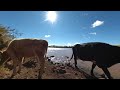 Vacas en realidad virtual | VR Experience #26