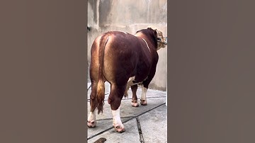 Sapi simental #shorts #sapi #sapisimental