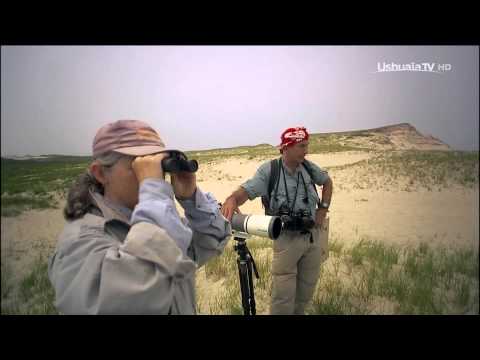 Vidéo: Y a-t-il encore des chevaux sauvages sur l'île de Sable?