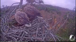 J E20221105 073535MaleBringsStickWorks