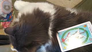 Tarot for Cats: Issie's Daily Draw #12 by Jake Waldweg Whatever 22 views 2 years ago 48 seconds