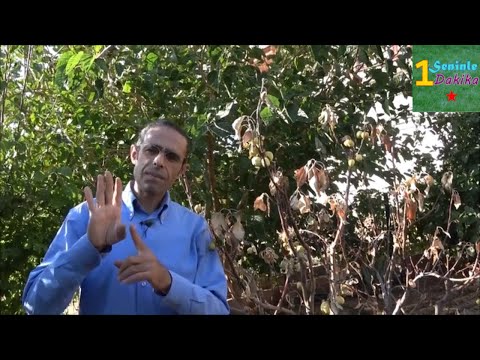 Video: Ağaclar suyu yarpaqlardan udurmu?