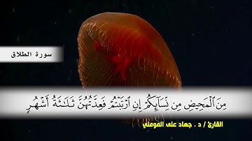 سوره الطلاق بصوت القارئ د.جهاد المومني