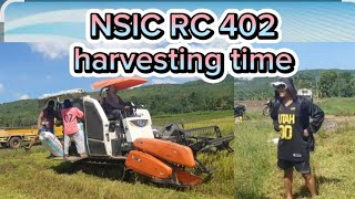 pagpapaharvest ni domeng (NSIC RC 402)