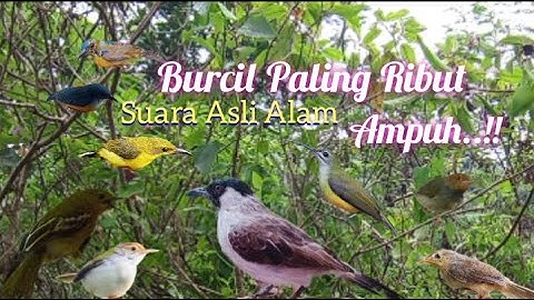 Suara Pikat Burcil Ampuh Paling Ribut