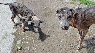 No more pain for mom and pup suffering from life-threatening mange.