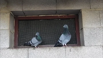 ¿Tienen las palomas un ritual de apareamiento?