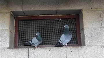 ¿Qué hacen las palomas cuando se besan?